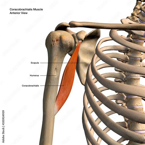 coracobrachialis strength